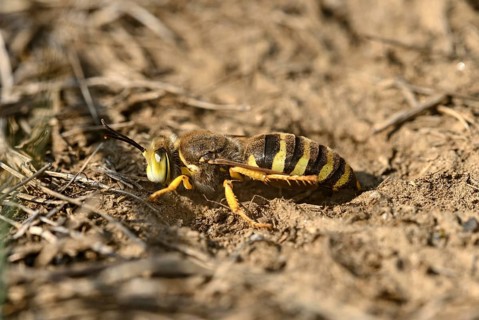 Gyroscopic wasp