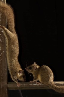 Edible dormouse