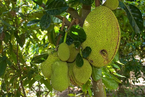 Jackfruit