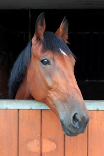 House horse looks over stable door