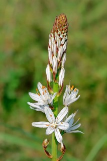 White asphodel