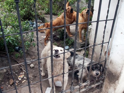 Mixed breed dogs behind gate