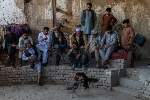 Traditional cockfight in Mazar-E-Sharif