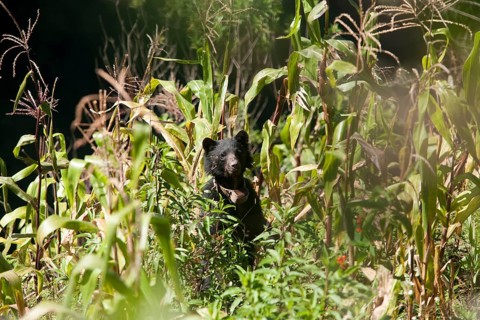 Spectacled Bear