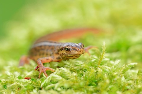 Common newt