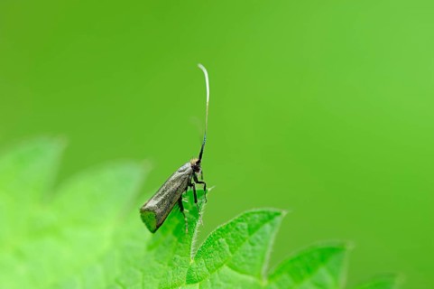 Green Longhorn