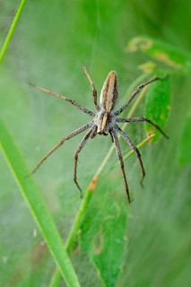 Nursery Web Spider