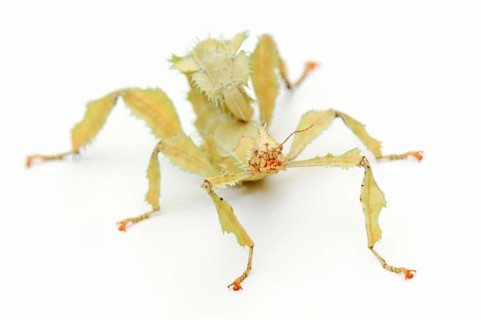 Giant prickly stick insect