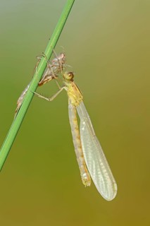 Willow Emerald Damselfly