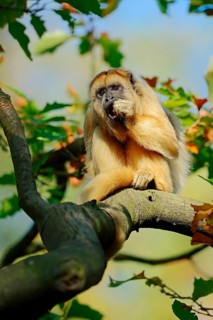 Black howler