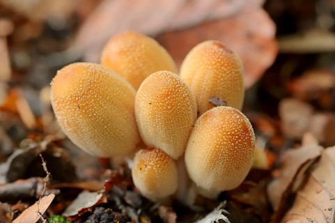 Glistening Inkcap