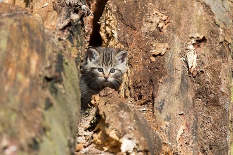 European Wildcat