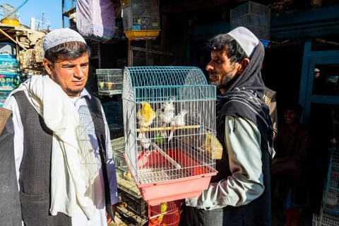 Birds for sale