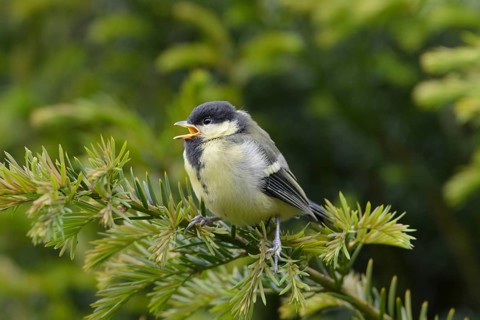 Boy Great tit