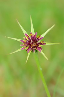 Oatroot