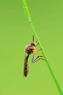 Common Red-legged Robberfly