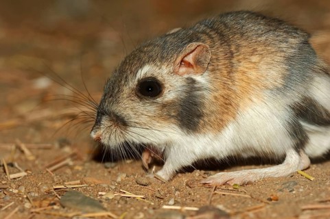 Merriam's kangaroo rat