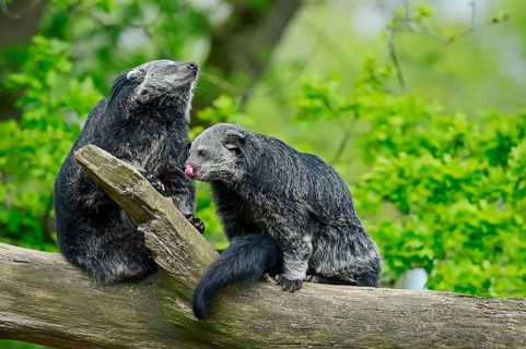 Binturong
