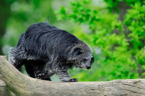 Binturong