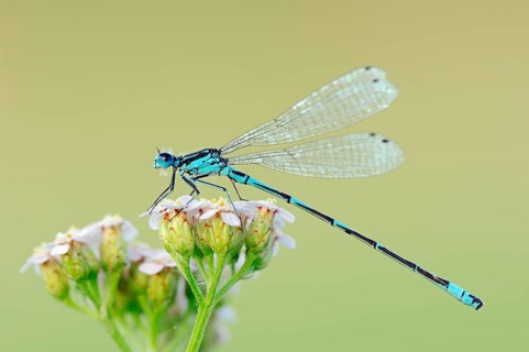 Variable damselfly