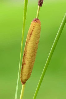 Narrow Leaf Cattail