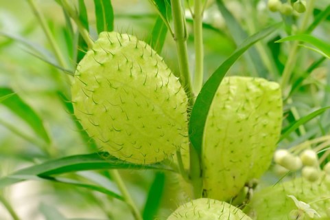 Narrow-Leaf Cotton Bush