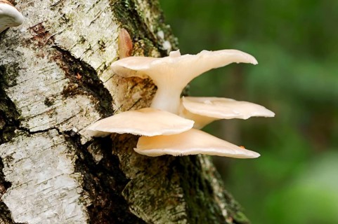 Pale Oyster