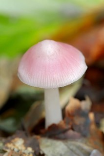 Radish helminth