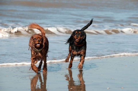 Cavalier King Charles Spaniel