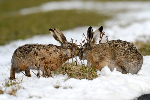 Brown Hares