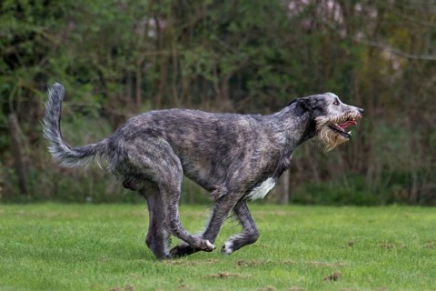 Irish wolfhound