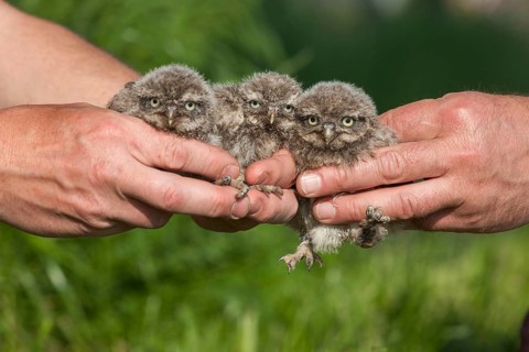 Little Owl