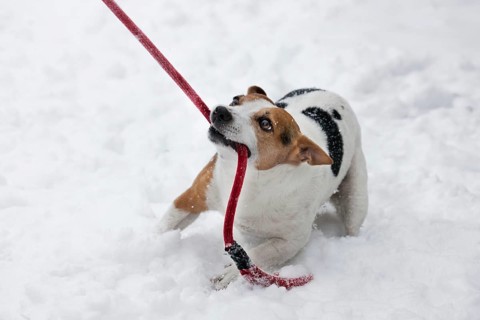 Jack Russell Terrier tugging on leash