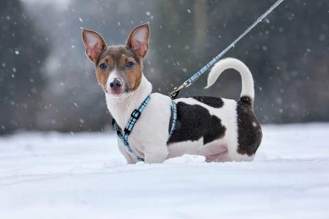 Jack Russell Terrier with harness and leash