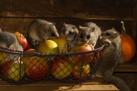 Edible dormouse