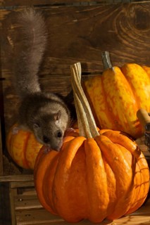Edible dormouse