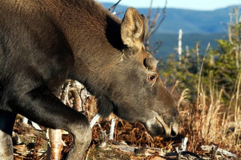 Moose