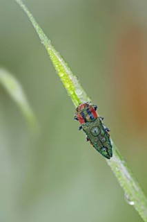 Emerald Beetle