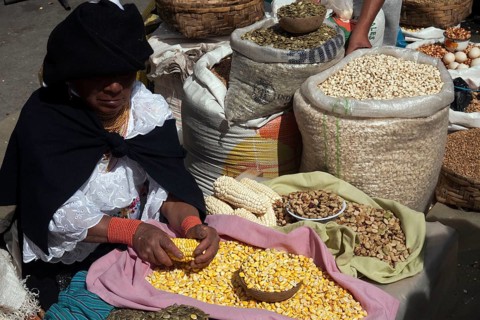Woman selling Corn