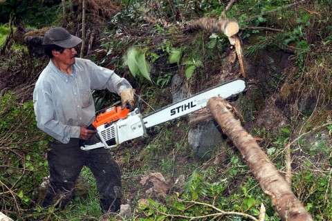 Man cutting trees in cloud forest