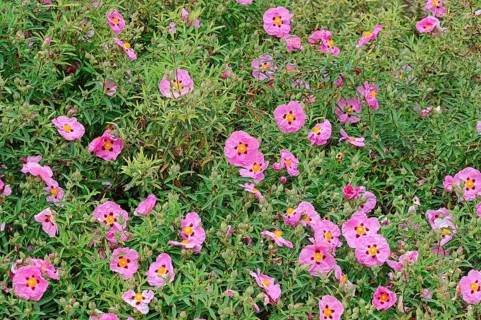 Orchid Rockrose