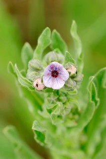 Blue Hound's Tongue