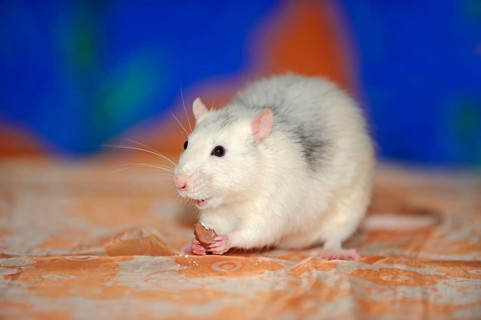 Domestic rat