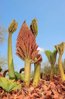 Giant Rhubarb