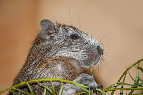 Cuban Hutia