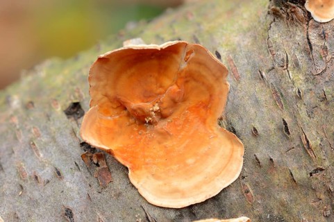 Velvety layer fungus