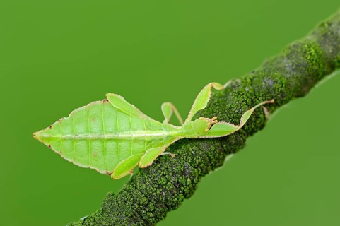 Walking Leaf
