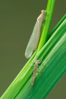 Blue tailed damselfly