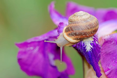 Cornu aspersum