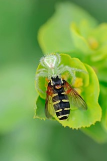 Triangle crab spider with captured hoverfly